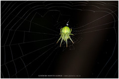 Araneus uniformis