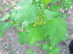 Ribes fasciculatum, photograph (c) Eric Schmidt, some rights reserved (CC BY)