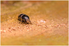 Scolytus