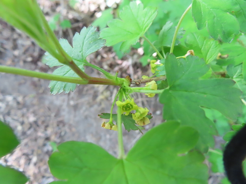 Image of Ribes fasciculatum by (c) Eric Schmidt, some rights reserved (CC BY)