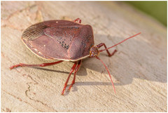 Brachystethus geniculatus