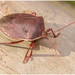 Brachystethus geniculatus - Photo (c) Gerónimo Martín Alonso, algunos derechos reservados (CC BY-NC-ND), subido por Gerónimo Martín Alonso