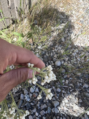 iNaturalist observation photo of California cudweed
