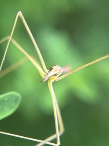 iNaturalist observation photo of Wingless Hangingfly
