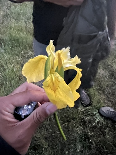 iNaturalist observation photo of Yellow Iris