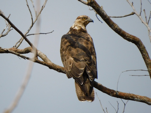 European Honey-buzzard
