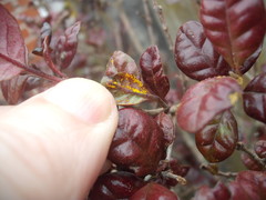 Austropuccinia psidii image
