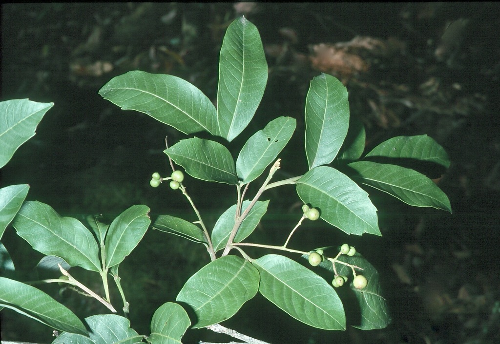 Alectryon subcinereus in April 2003 by johneichler · iNaturalist