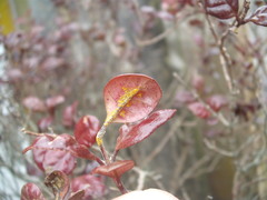 Austropuccinia psidii image