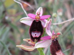 Ophrys bertolonii