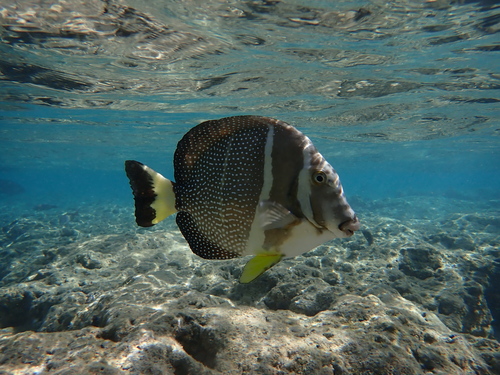 Mustard surgeonfish (Acanthurus guttatus) — Acanthuridae