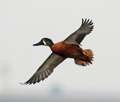 Spatula clypeata × cyanoptera