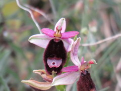 Ophrys bertolonii