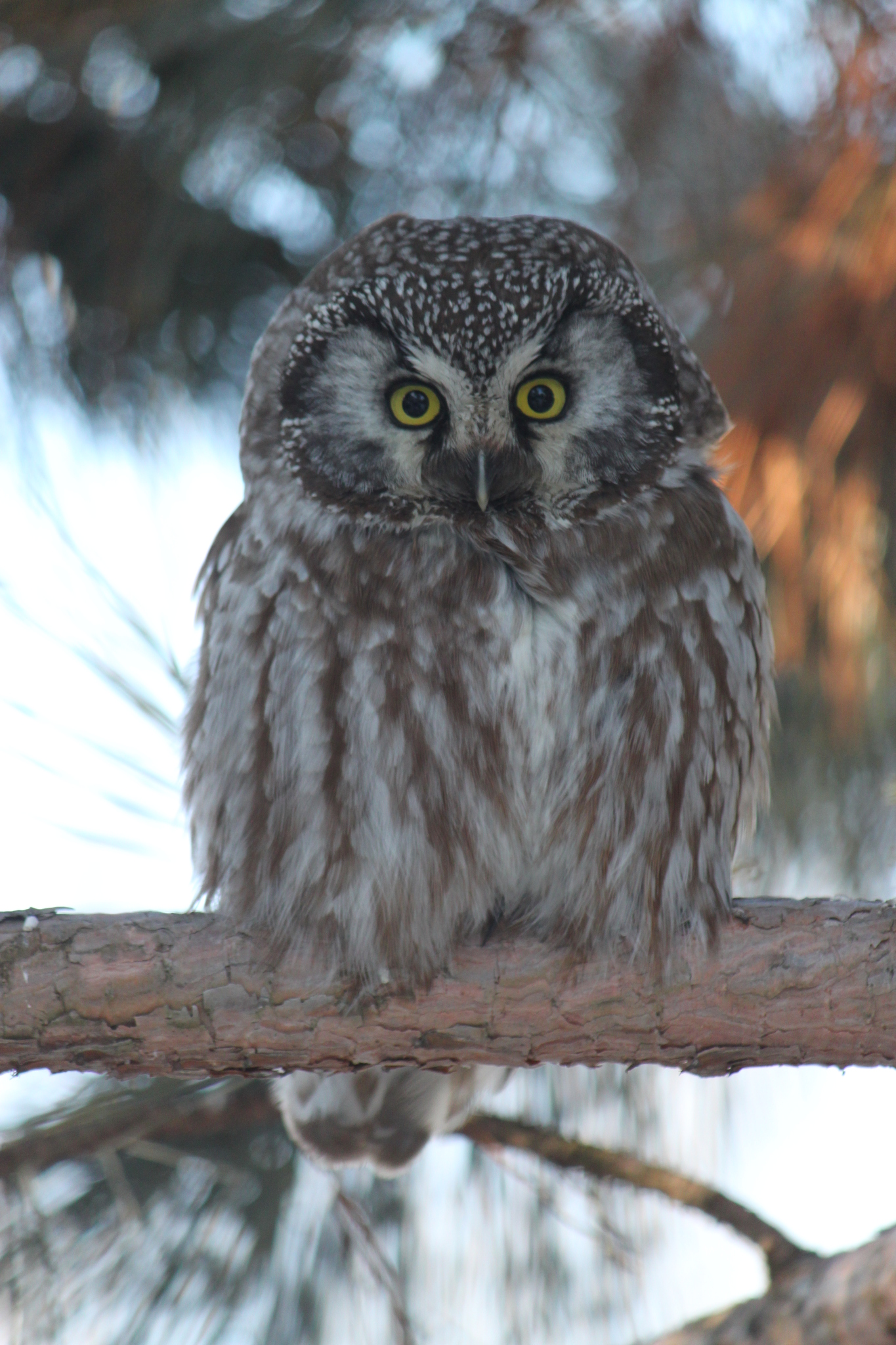 Boreal Owl