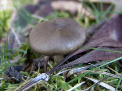 Lyophyllaceae