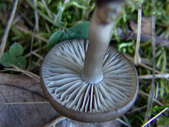 Lyophyllaceae