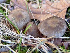 Lyophyllaceae