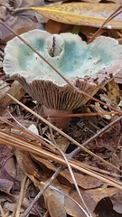 Heterophyllidia