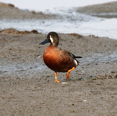 Spatula clypeata × cyanoptera