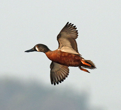 Spatula clypeata × cyanoptera