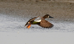 Spatula clypeata × cyanoptera