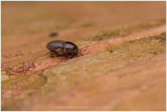 Scolytus