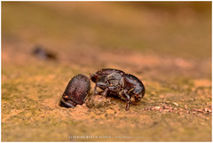 Scolytus