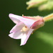 Cinnamon Willow-Herb - Photo (c) Randy A Nonenmacher, some rights reserved (CC BY), uploaded by Randy A Nonenmacher