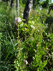 Pitraea cuneato-ovata