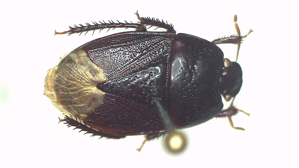 Adrisa punctulata