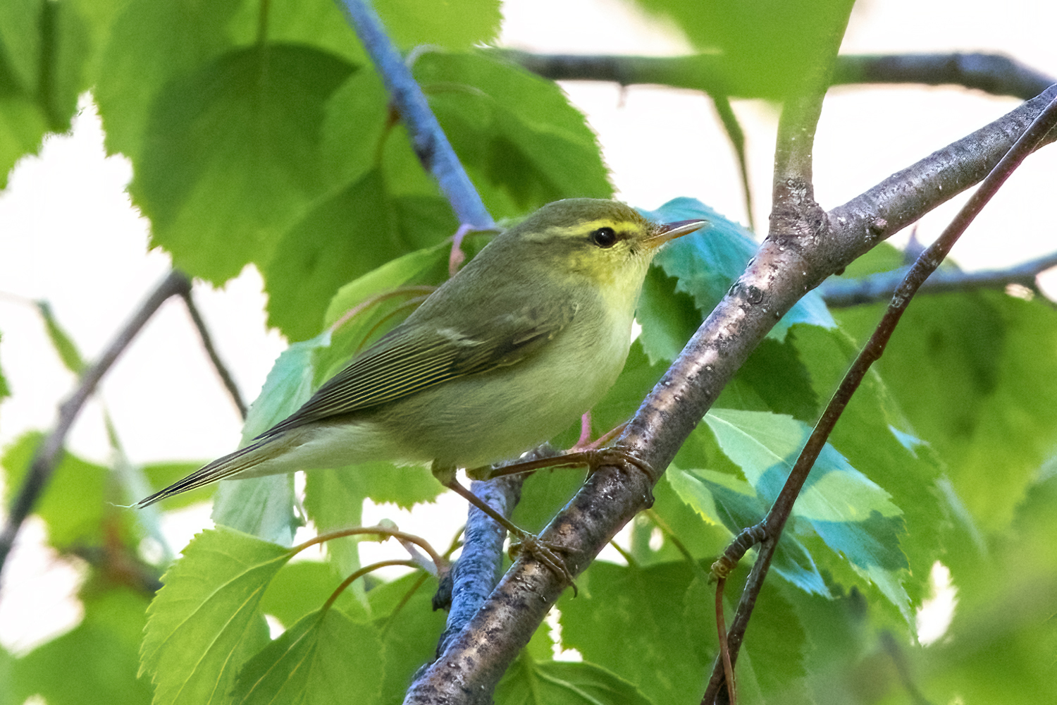 Green Warbler (Phylloscopus nitidus)