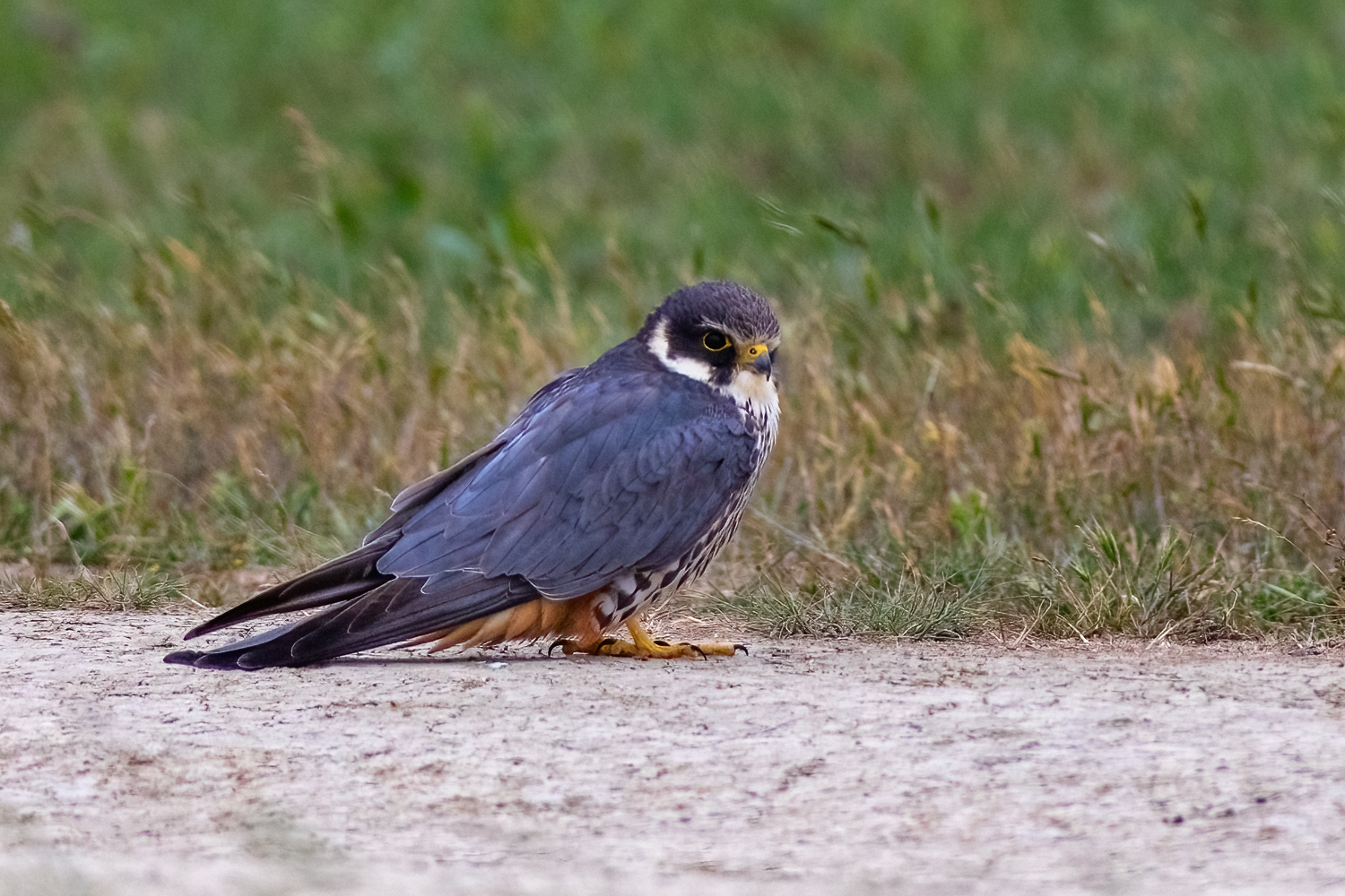 Eurasian Hobby (Falco subbuteo)
