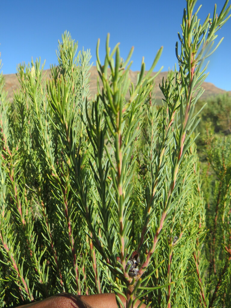 Foetid Conebush