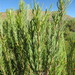 Foetid Conebush - Photo (c) Earl Roode, some rights reserved (CC BY-NC), uploaded by Earl Roode