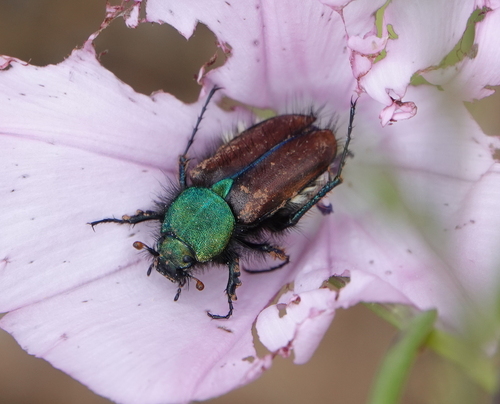 Pygopleurus scutellatus · iNaturalist