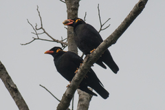 Gracula religiosa intermedia