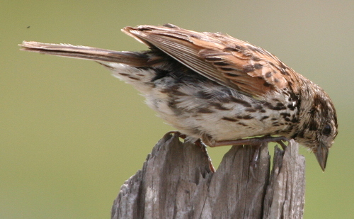 Sierra Madre Sparrow (Xenospiza baileyi), photo 6