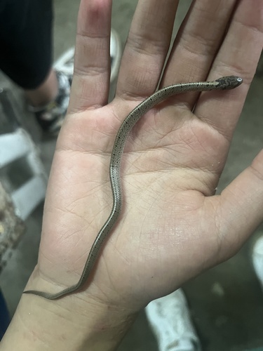 Taiwan Kukri Snake