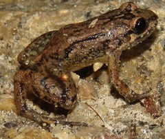 Adenomera marmorata