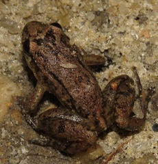 Adenomera marmorata