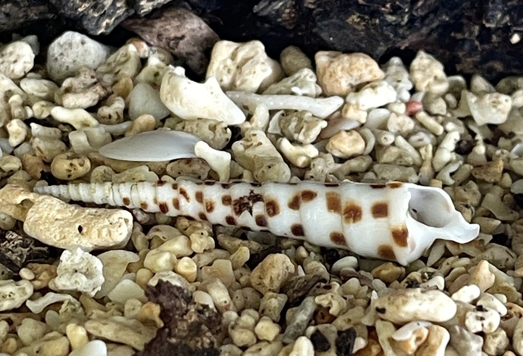 Chocolate spotted auger