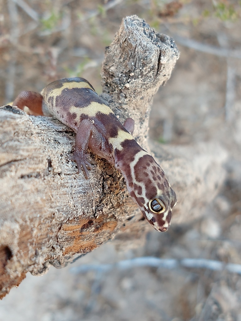 Texas Banded Gecko from Reynosa, Tamps., México on August 15, 2018 at