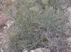 Ephedra trifurca