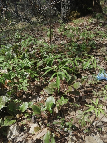 Anemonoides reflexa (Anemonoides reflexa)