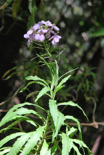 Erysimum bicolor
