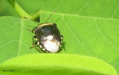 Menida violacea