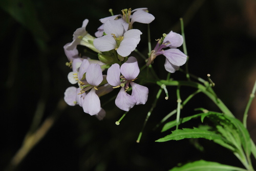Erysimum bicolor