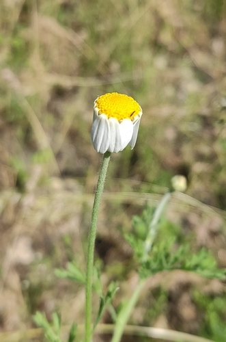 Image of Anthemis ruthenica by (c) KAnatoliy, some rights reserved (CC BY)