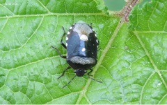 Menida violacea