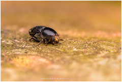 Scolytus